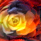 Lava Flowers Leggings