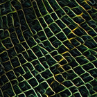 Green Beast Leggings